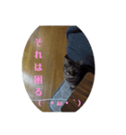 ミル(猫)の日常スタンプ②（個別スタンプ：8）