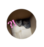 ミル(猫)の日常スタンプ②（個別スタンプ：9）