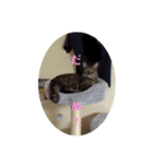 ミル(猫)の日常スタンプ②（個別スタンプ：11）