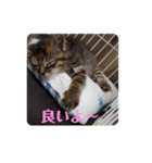 ミル(猫)の日常スタンプ②（個別スタンプ：12）