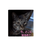 ミル(猫)の日常スタンプ②（個別スタンプ：14）