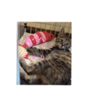 ミル(猫)の日常スタンプ②（個別スタンプ：15）