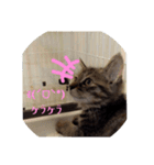 ミル(猫)の日常スタンプ②（個別スタンプ：16）