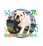 ブルドッグのアラモ君（個別スタンプ：3）