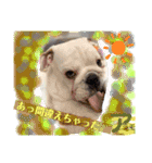ブルドッグのアラモ君（個別スタンプ：5）