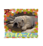 ブルドッグのアラモ君（個別スタンプ：6）