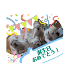 ブルドッグのアラモ君（個別スタンプ：10）
