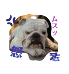 ブルドッグのアラモ君（個別スタンプ：12）