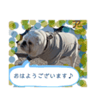 ブルドッグのアラモ君（個別スタンプ：15）