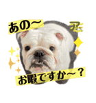 ブルドッグのアラモ君（個別スタンプ：16）