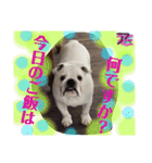 ブルドッグのアラモ君（個別スタンプ：20）