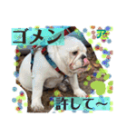 ブルドッグのアラモ君（個別スタンプ：21）