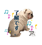 ブルドッグのアラモ君（個別スタンプ：23）