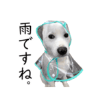 元野犬レオ（個別スタンプ：7）