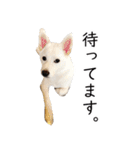 元野犬レオ（個別スタンプ：9）