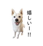 元野犬レオ（個別スタンプ：15）