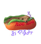 ダックス レイちゃん（個別スタンプ：4）