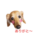 ダックス レイちゃん（個別スタンプ：8）