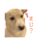 研ナモコのきもち（個別スタンプ：4）