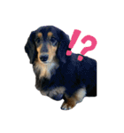 うちの犬と犬と猫のスタンプ（個別スタンプ：1）