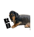 うちの犬と犬と猫のスタンプ（個別スタンプ：3）