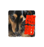 うちの犬と犬と猫のスタンプ（個別スタンプ：4）