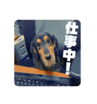 うちの犬と犬と猫のスタンプ（個別スタンプ：6）