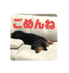 うちの犬と犬と猫のスタンプ（個別スタンプ：9）