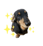 うちの犬と犬と猫のスタンプ（個別スタンプ：11）