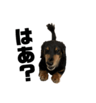 うちの犬と犬と猫のスタンプ（個別スタンプ：13）