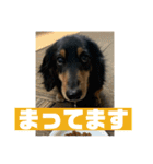 うちの犬と犬と猫のスタンプ（個別スタンプ：18）