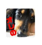 うちの犬と犬と猫のスタンプ（個別スタンプ：19）