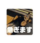 うちの犬と犬と猫のスタンプ（個別スタンプ：20）