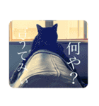うちの犬と犬と猫のスタンプ（個別スタンプ：30）
