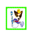 わんわんわん2MILK-CHAN（個別スタンプ：19）