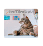 ティラ＆サーフ（個別スタンプ：7）