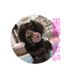 ティラ＆サーフ（個別スタンプ：13）