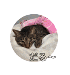 ティラ＆サーフ（個別スタンプ：19）