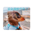 ティラ＆サーフ（個別スタンプ：31）