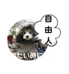 たけしのスタンプ その19（個別スタンプ：1）