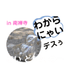 たけしのスタンプ その19（個別スタンプ：11）