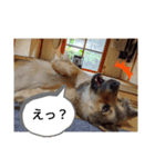 気まぐれマー君partⅡ（個別スタンプ：1）