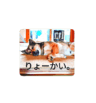 気まぐれマー君partⅡ（個別スタンプ：6）