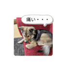気まぐれマー君partⅡ（個別スタンプ：7）