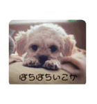 わんだふるにゃんだふる（個別スタンプ：4）