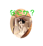 わんだふるにゃんだふる（個別スタンプ：5）