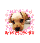 わんだふるにゃんだふる（個別スタンプ：6）