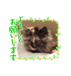 わんだふるにゃんだふる（個別スタンプ：8）