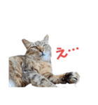 とっても可愛い猫スタンプ2（個別スタンプ：1）