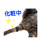 とっても可愛い猫スタンプ2（個別スタンプ：5）